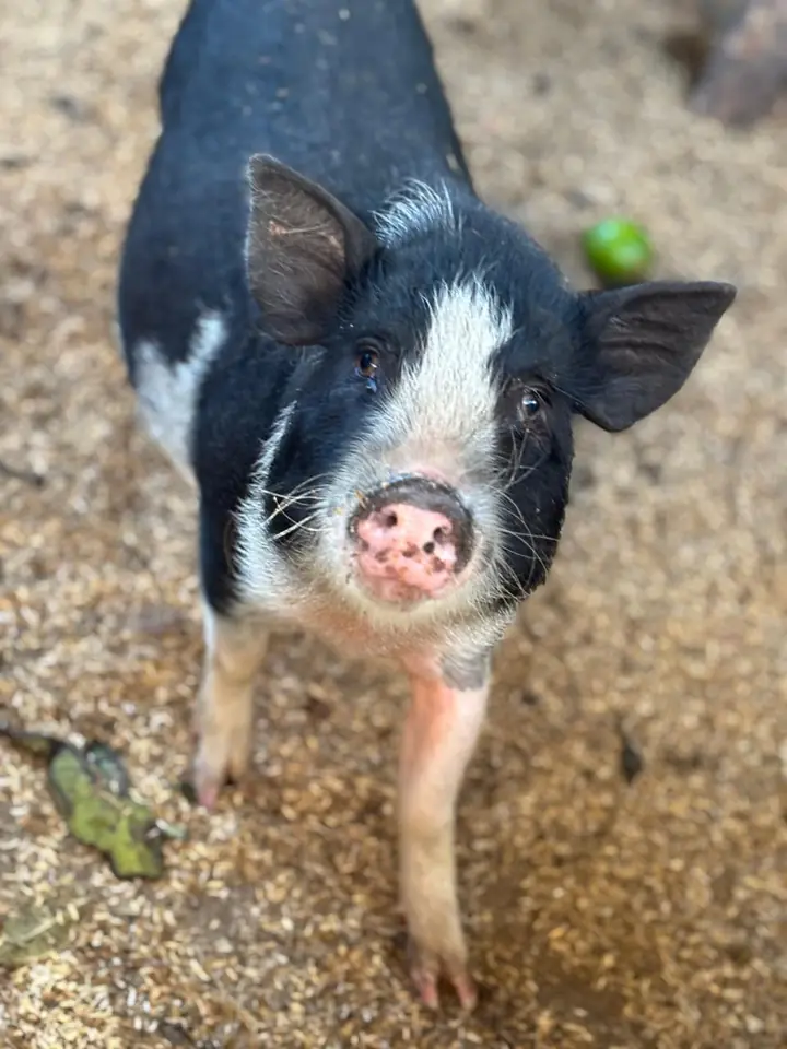 Cerdito de la granja interactiva en Fusagasugá