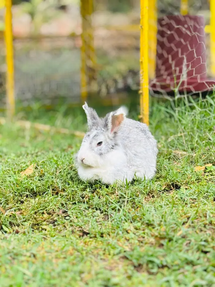 Conejo blanco en la granja