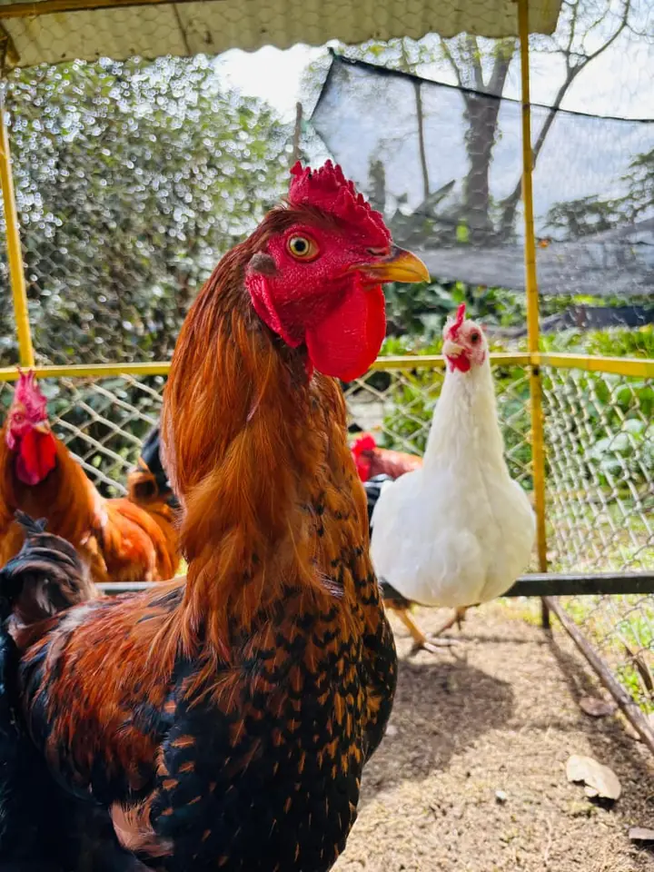 Gallo colorido en la granja de Valle de Elí