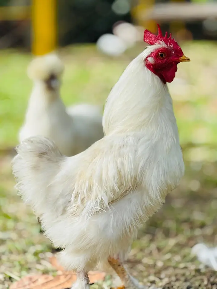 Gallo blanco en la granja interactiva