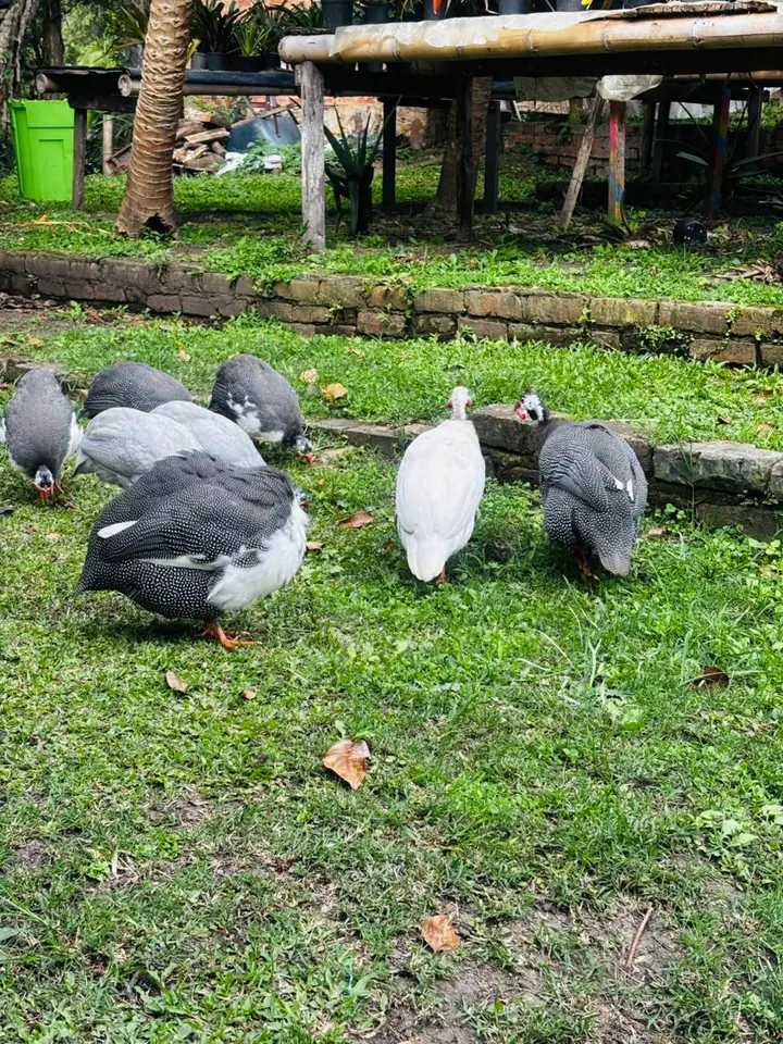 Gallinas de guinea en la granja de Valle de Elí