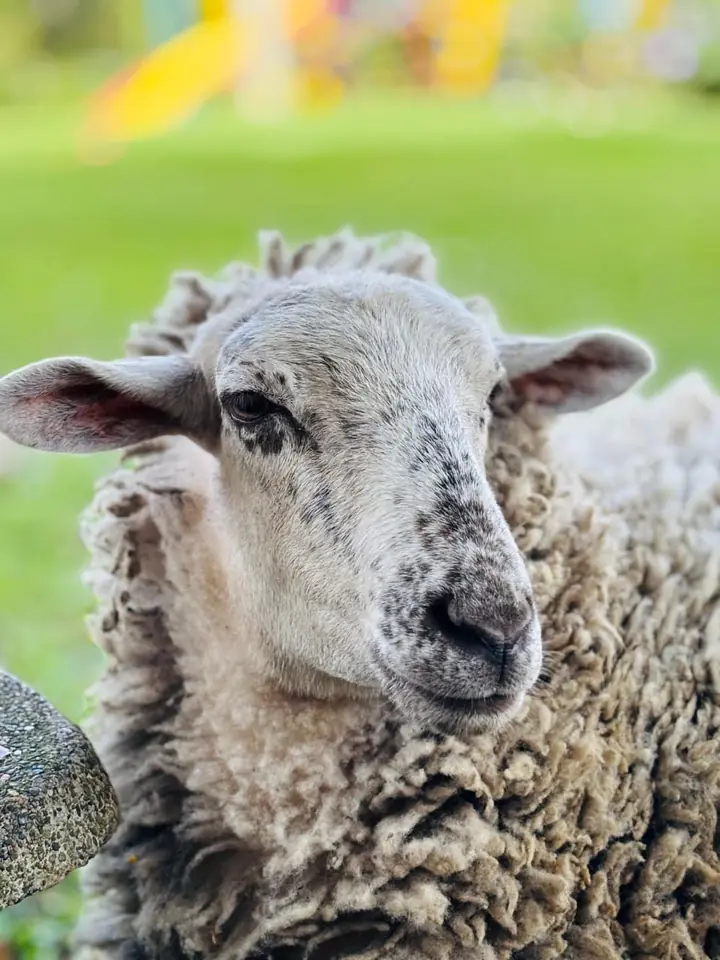 Oveja de la granja para visitar con niños
