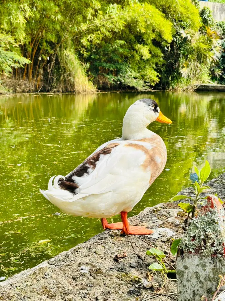 Pato a la orilla del lago